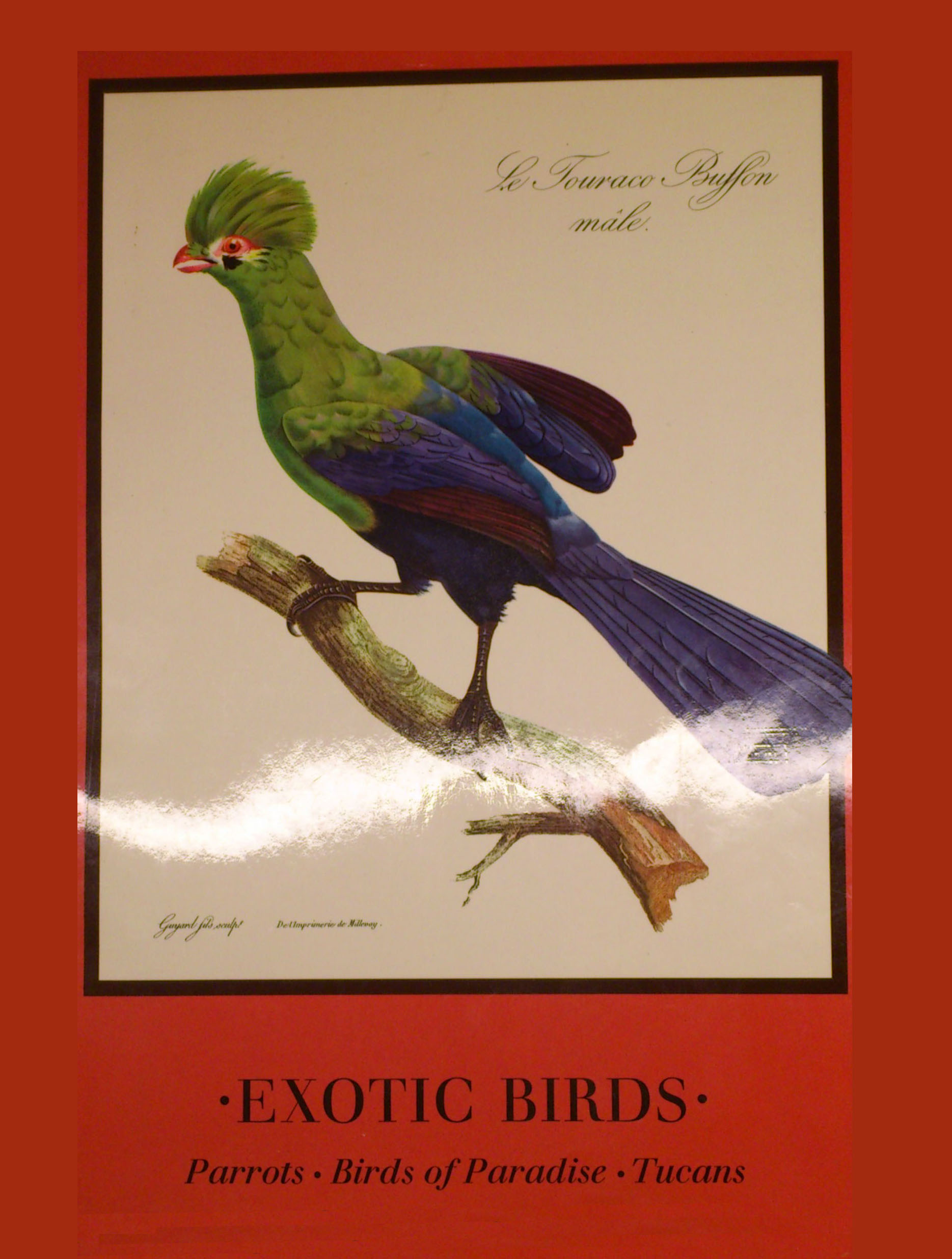 Exotic birds