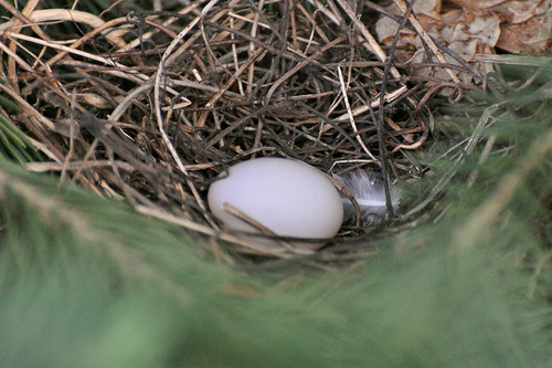 nest en eieren