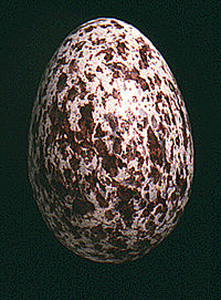 nest en eieren